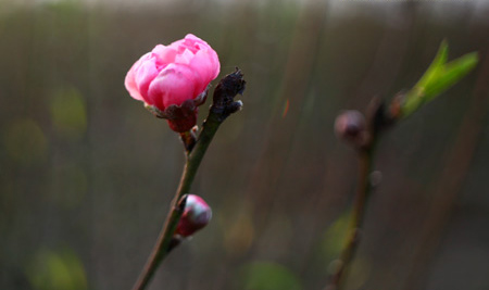 Admirez la fleur de pêcher à Hanoï TET